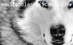 BlueWolf - Só Senhoras de Nível
